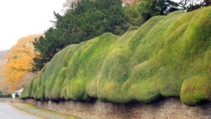 زراعة الأشجار الاحساء - اكاسيا لاند سكيب لتنسيق الحدائق