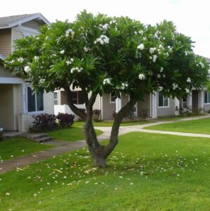 زراعة الأشجار الدمام - اكاسيا لاند سكيب لتنسيق الحدائق