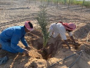 زراعة النخيل الطائف - اكاسيا لاند سكيب لتنسيق الحدائق