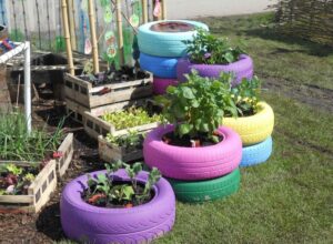 زراعة الورود المملكة العربية السعودية - اكاسيا لاند سكيب لتنسيق الحدائق