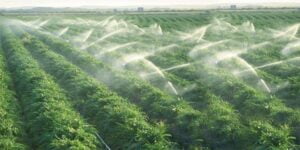 شبكات ري خميس مشيط - اكاسيا لاند سكيب لتنسيق الحدائق