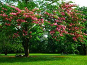 نجيلة طبيعية الدمام - اكاسيا لاند سكيب لتنسيق الحدائق